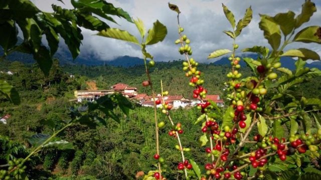 El Encanto del Café Bourbon de Chiapas